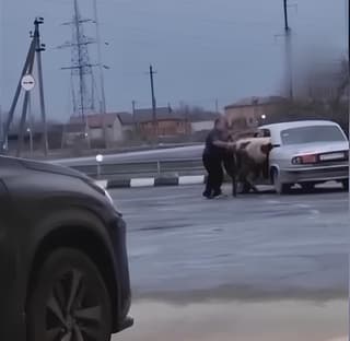 Un transporte de ganado de clase ejecutiva: un granjero del Cáucaso logró meter dos vacas y un novillo en un "Volga"