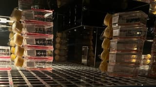 В Институте ядерной физики обнаружили влияние терагерцового излучения на метаболизм клеток рака кожи