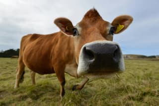 Neuroimplantes para vacas: la startup rusa Neiry busca aumentar la producción de leche