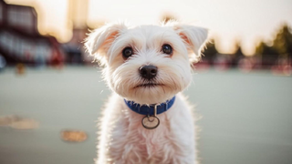 No son bigotes, patas ni cola: la nariz de perro se convierte en pasaporte digital: la IA reconoce al animal por su patrón individual