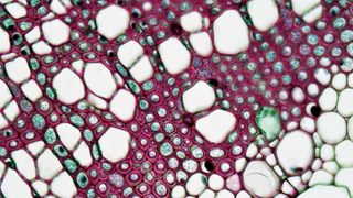 Mathematical Model from Perm Scientists Predicts Wound Healing and Oncology Development
