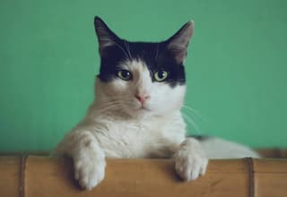 Desarrollan en NUST MISIS un implante único para gatos y perros