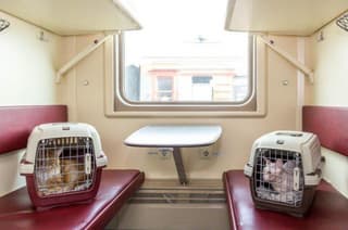 Viaja con un gatito: RZD empieza a marcar con iconos a los pasajeros con animales registrados para el transporte