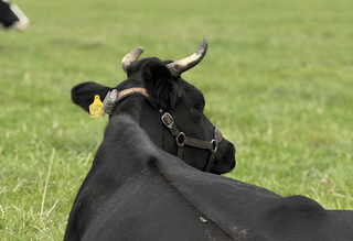 Cibergranja de "NeuroCuernos": implantes de chips en el cerebro de vacas para aumentar la producción de leche y aliviar el estrés de los animales