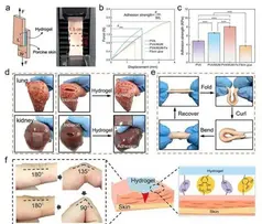 Узбекские ученые создали супергидрогель для мгновенного заживления ран