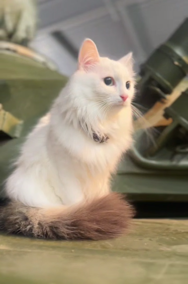 Кошка Лаки сидит на танке в музейном комплексе УВЗ&nbsp;