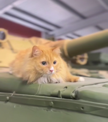 Кот Шурик лежит на танке в музейном комплексе УВЗ&nbsp;