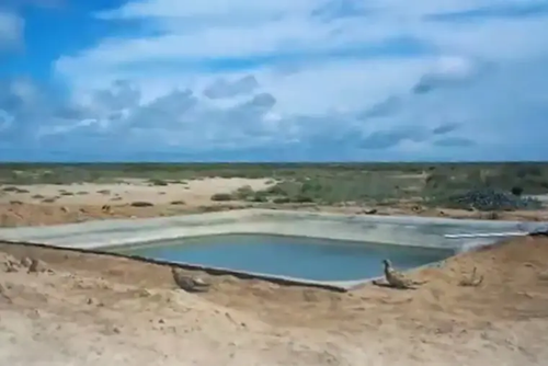 В пустыне Узбекистана установили автономные водопои на солнечной энергии для сайгаков