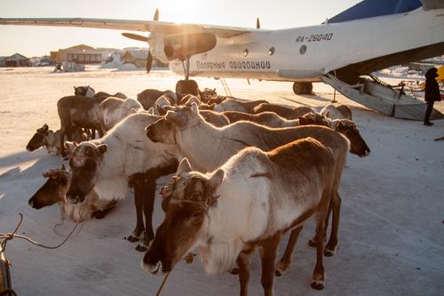 Fly like a deer: For the fourth congress of reindeer herders, Polar Airlines transported honorary participants from Tiksi to Yakutsk on a cargo An-26