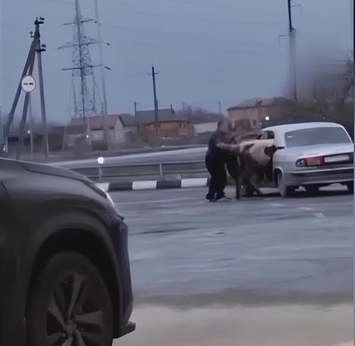 Un transporte de ganado de clase ejecutiva: un granjero del Cáucaso logró meter dos vacas y un novillo en un "Volga"