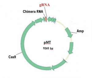 "The method of obtaining non-transgenic mutant tobacco plants with reduced nicotine content by knocking out genes of the putrescine-N-methyltransferase (PMT) family allows, in generations from self-pollination, to obtain non-transgenic stable mutant tobacco lines with reduced nicotine content." The image shows recombinant plasmid DNA pMT (size 9265 bp) providing mutagenesis.