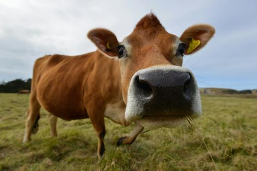 Neuroimplantes para vacas: la startup rusa Neiry busca aumentar la producción de leche