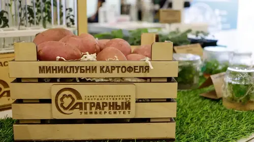 Eliminates Potato Pests: Fumigator with Digital Controller Developed at SPSAU