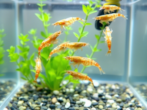 Complejo científico-productivo para el cultivo de cangrejos y camarones inaugurado en la región de Rostov