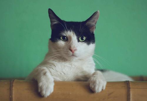 Unique implant for cats and dogs developed at NUST MISIS