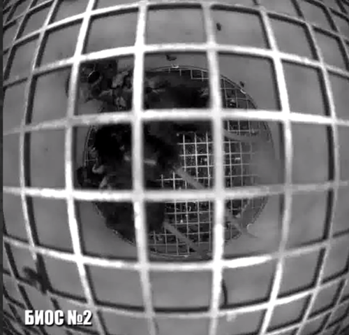 скриншот видео ИМБП РАН