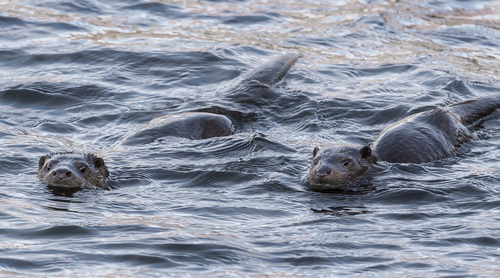 Insidious otters