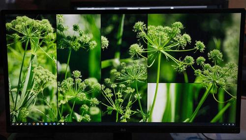 Se gastarán 49,5 millones de rublos en la lucha digital contra el Heracleum en las afueras de San Petersburgo