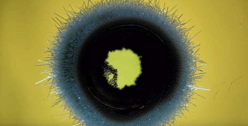 Видео дня: возможности видеокамеры iPhone XS