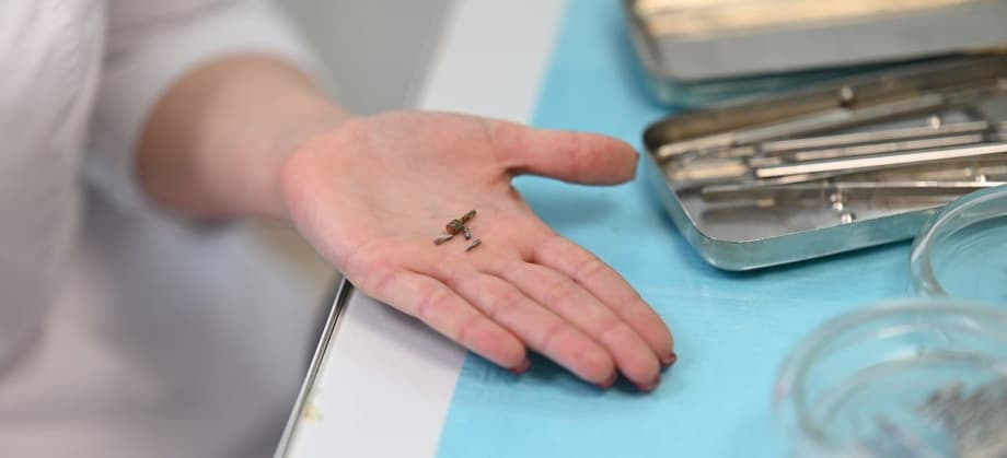 PSU scientists have created an innovative anchor pin for dentistry