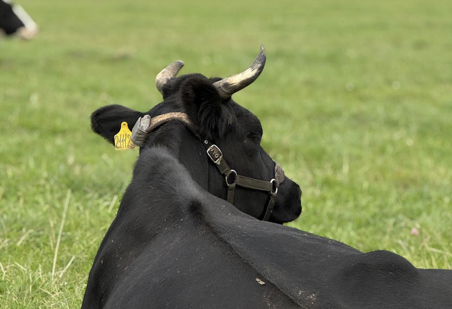Vaca con implante