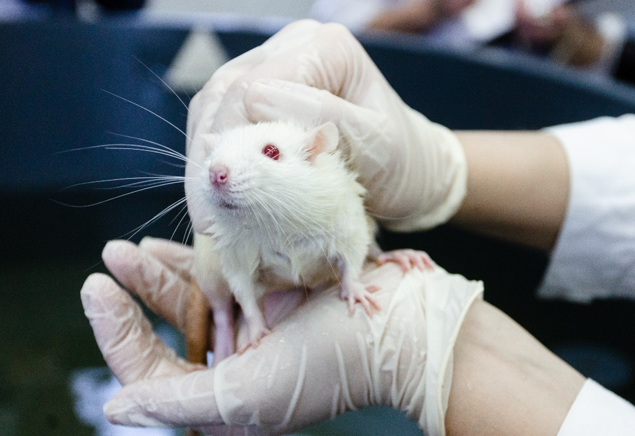 Experimental rat