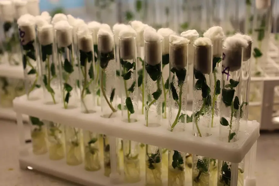 Картофель в пробирках