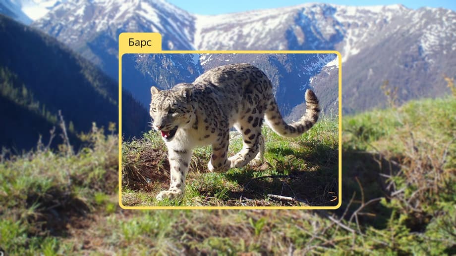 The spots on leopards are as unique as human fingerprints. The neural network will be able to recognize each leopard individually, not just their zoological species.<br>