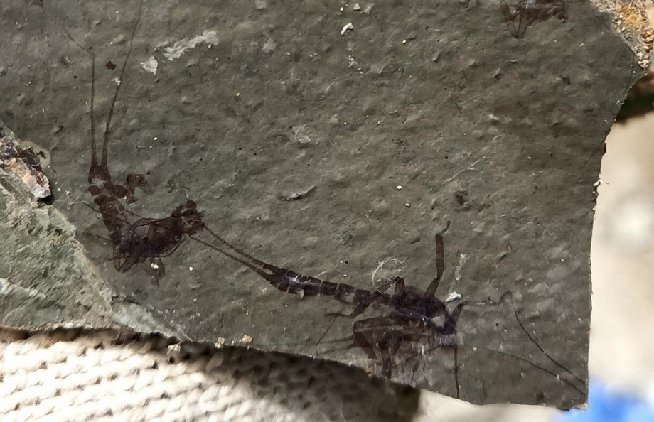 Остатки подёнок юрского периода