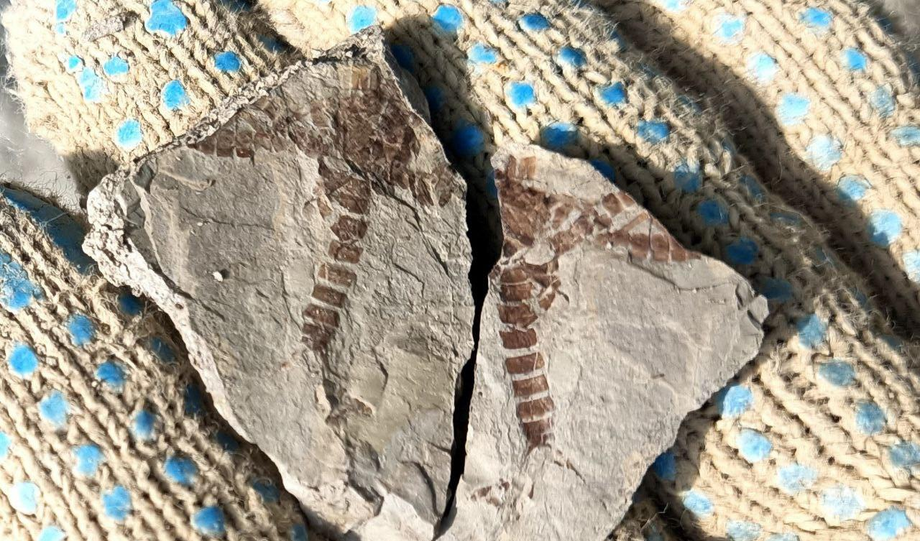 Останки древнего насекомого