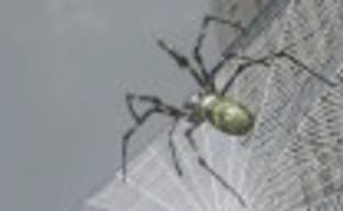 Earth Defense Force 2025 — день независимости