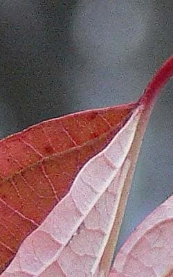 Panasonic Lumix DMC-FZ30