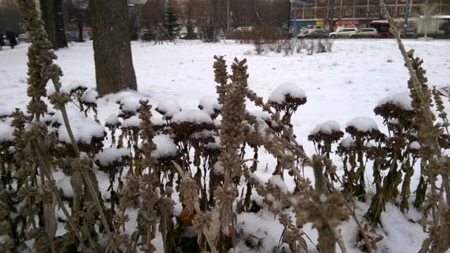 Обзор Nokia Lumia 735. Демонстрационный снимок