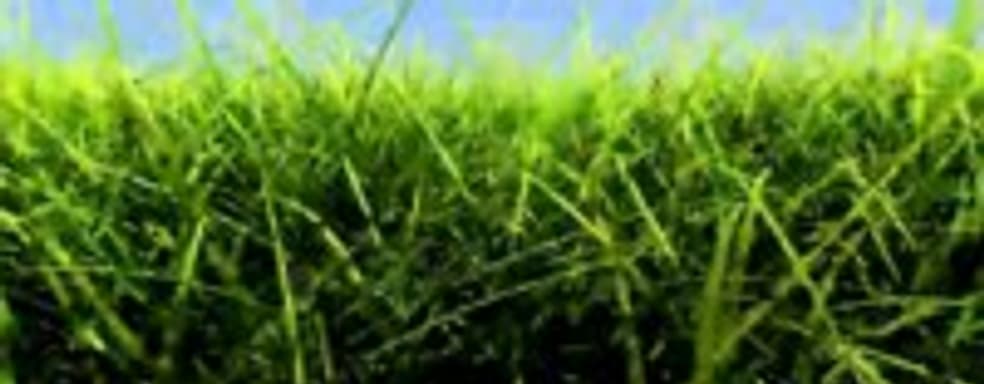 Nvidia показала новую технологию реалистичной симуляции травы