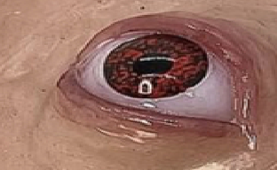 Enthusiast Creates Disgusting Nintendo 64 Controller in the "Spirit of Clive Barker"