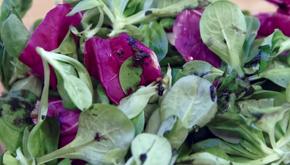 Вакууматор Status SV2000