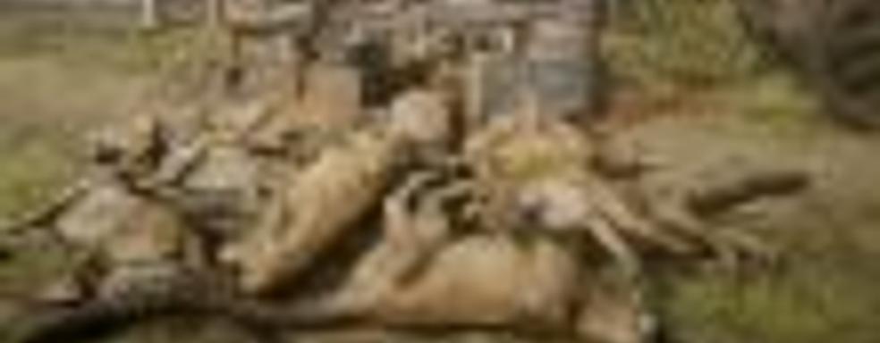 Игроки в Red Dead Online зарабатывают на клонировании пум