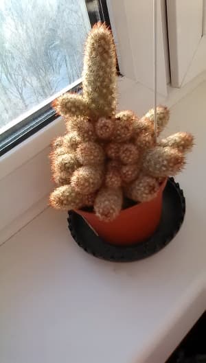 Обзор Sharp Aquos Phone SH930W