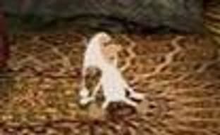 Другие новости дня (White Knight Chronicles, NXE, «Саморост 2. Звезданутое приключение»...)