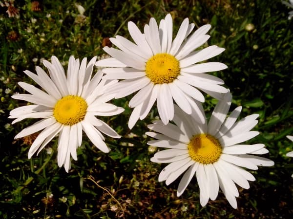 примеры снимков Zopo ZP100