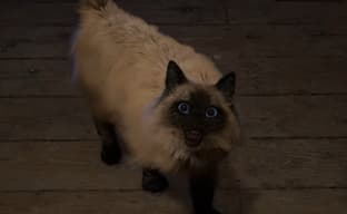 Пользователи переживают за голодающего кота из трейлера Forspoken и разработчики попытались их успокоить