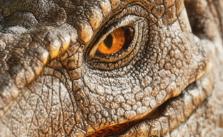 Ремастер Ark Survival Evolved на UE5: первый взгляд на динозавра в Ark Survival Ascended