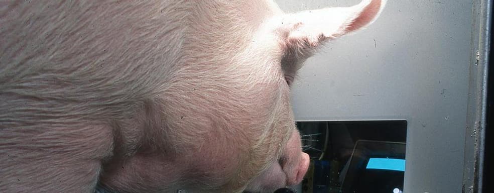 Ученые научили свиней играть в видеоигры