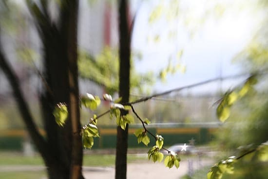 Lensbaby 3G с диафрагмой f/4 «звезда»