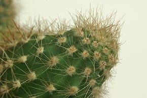 Индустар 100