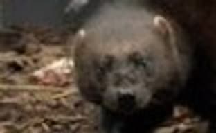 Росомаху в зоопарке Эдинбурга переименовали в Логана 