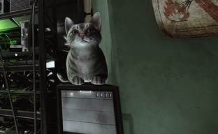 Моддер Escape from Tarkov добавил мяукающего кота, которого можно погладить