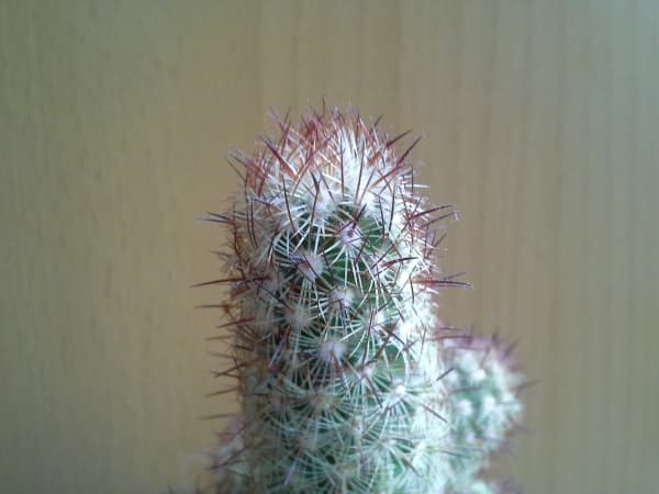 Обзор смартфона Samsung Galaxy Xcover 2