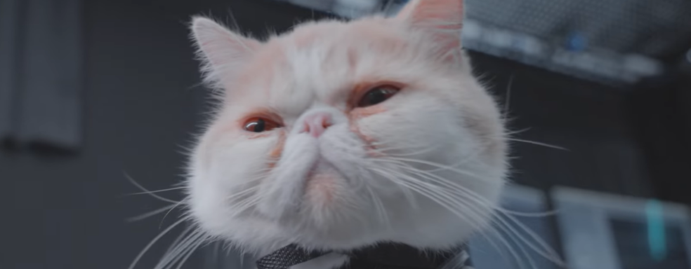 Грозного тигра из Black Myth Wukong помогли создать милые котики. Как проходил сеанс захвата движения с участием пушистых актёров