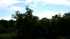 Видеосъемка фотоаппаратом Nikon D500